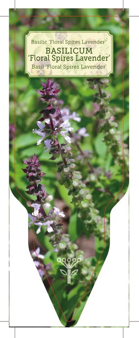 064_R_Basilicum-Floral-Spires-Lavender_001-00